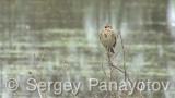 Video of Corn Bunting
